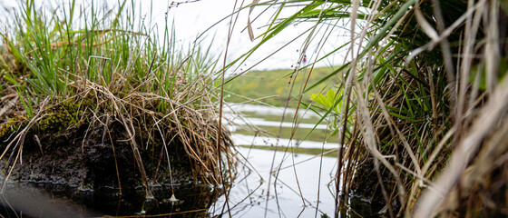 Grass in the water close up photo