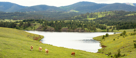 A mountains and a cows by the water