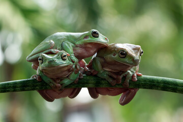 Naklejka premium Australian white tree frog on leaves, dumpy frog on branch