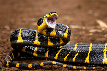 Boiga snake dendrophila yellow ringed ready to attack