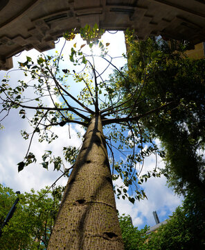 &Aacute;RBOL Y EDIFICIOS


