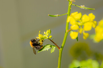 bee on yellow flower