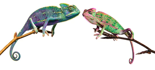 Poster chameleons in unusual colors on a branch isolated on white © Vera Kuttelvaserova
