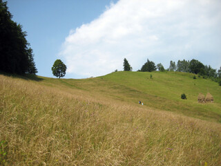 Panorama of the mountainside in the hot summer. At the top there are lonely trees, the slope is covered with thick grass, burnt out in the sun. Sheaves of hay, blue sky, cloud, summer. Carpathians