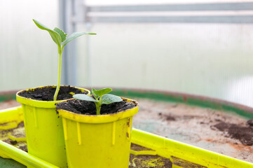 Green cucumber seedlings in small plastic cups in the greenhouse.