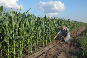 Naklejka na ściany i meble Farmer or agronomist examining corn field