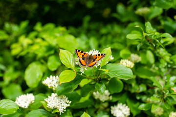 Orange Butterfly on the flower