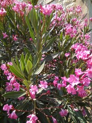 Beautiful flowers of pink oleander in summer close-up.