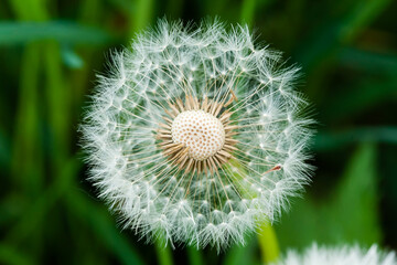 Fototapeta premium A closeup shot of a common dandelion under the sunlight