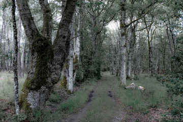 Forest in the Loire Valley Countryside - near Langeais - France