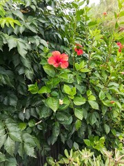 red rose bush
