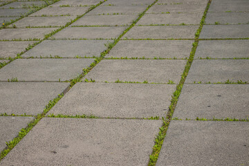 old concrete slabs of which the road was made in the park, through the sutures the grass grew, a closeup of the old collapsing infrastructure