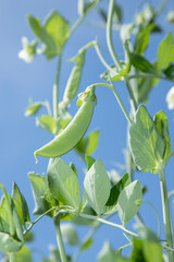 Sugar Snap Peas growing on a vine in a home garden