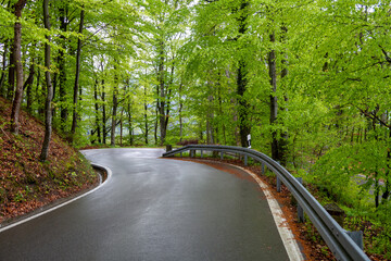 Caution wet road in the forest