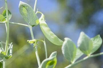 Fototapeta na wymiar Sugar Snap Peas growing on a vine in a home garden