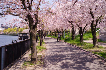 大阪市都島区・春、大川沿いに満開の桜咲く毛馬桜ノ宮公園の桜並木
