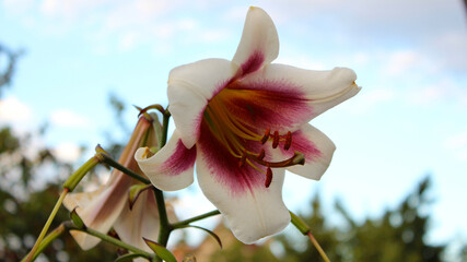 Lilie closeup with sky in the background. © Volha