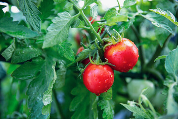 Organic bright red ripe tomatoes growing in the garden ready to harvest