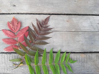 Naklejka premium Autumn. The leaves of the ash tree on a wooden background from old boards.