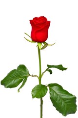 Perfect red rose