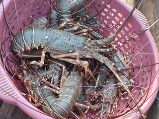 lobster on the market