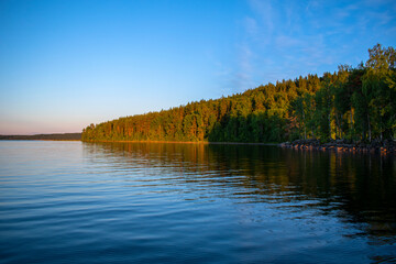 Coniferous forest on the lake shore