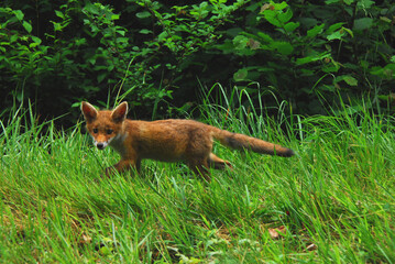 France- Burgundy- A Cute Wild Young Red Fox in the Forest
