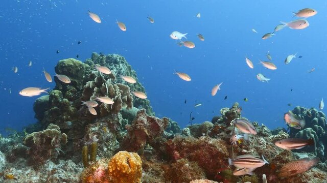 Seascape in turquoise water of coral reef in Caribbean Sea / Curacao with Juvenile Princess Parottfish, coral and sponge