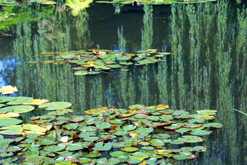 France- Monet Water Garden in Giverny