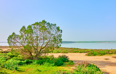 Obraz premium Salt Lake in Larnaka