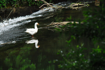 France- A Beautiful White Goose Reflected Near a Waterfall