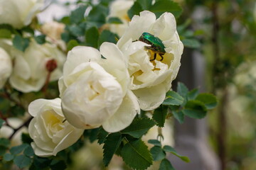 Obraz premium An emerald green beetle climbs into a white rose