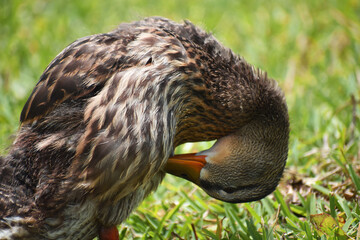 Female mallard duck in the grass
