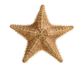 starfish isolated on a white background. Close-up. Side view