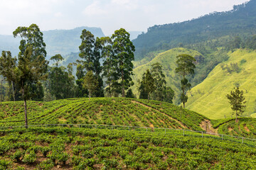 Fototapeta na wymiar Plantations of tea bush plants. The hills where tea is grown