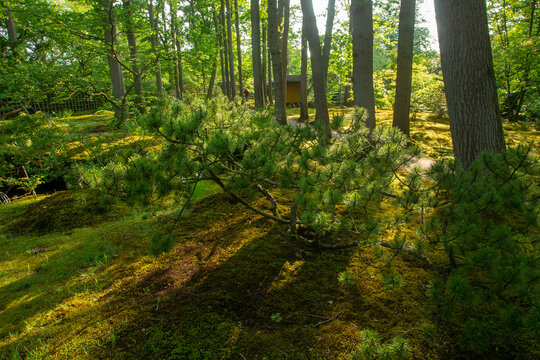 Awe small pines ib subneams in the Neherlandes