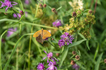 Two butterflies mating on a flower and a bee picking necks in the Swedish countryside. There are about 120 species in Sweden.