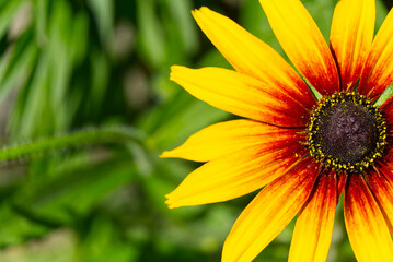 Campfire Rudbeckia, close up. Rudbeckia hirta, black-eyed rudbeckia, Bold golden perennial.