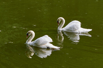 Moscow. A pair of white swans in the upper Tsaritsyno pond