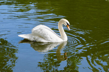 Moscow. Lonly white swan in the upper Tsaritsyn pond