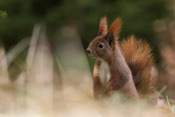 european red squirrel