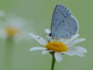 The  blue butterfly Polyommatus icarus covered with dew sits on a summer morning on a daisy flower