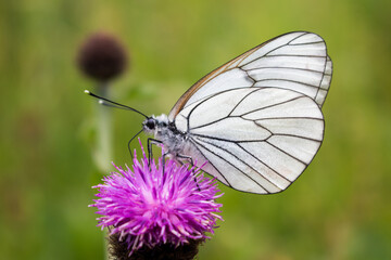 Black viened white (Aporia crataegi)