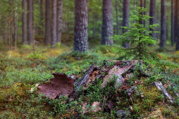 A fragment of a pine spruce forest