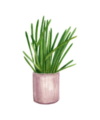 Herbs in a pot with watercolors