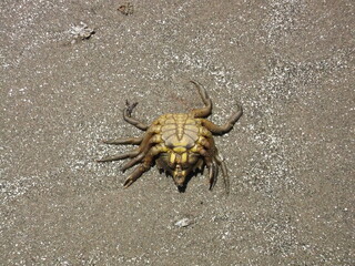 dead crab on the sand