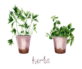 Herbs in a pot with watercolors