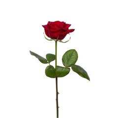 Single red rose pattern on white background.