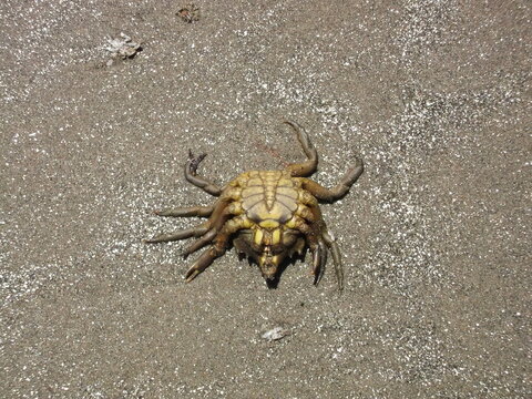 dead crab on the sand