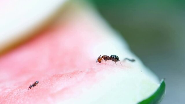 Close up of red head ant eating water melon food waste,animal insect macro wildlife